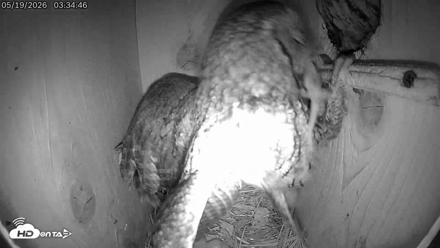 Eastern Screech Owl Live Cam - May 19, 2026, 9:44am CDT