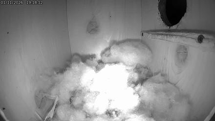 Eastern Screech Owl Live Cam - Jan 11, 2026, 7:19pm CST