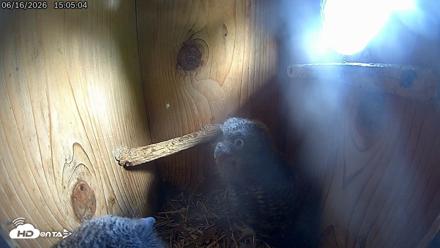 Eastern Screech Owl Live Cam - Jun 16, 2026, 4:50pm CDT