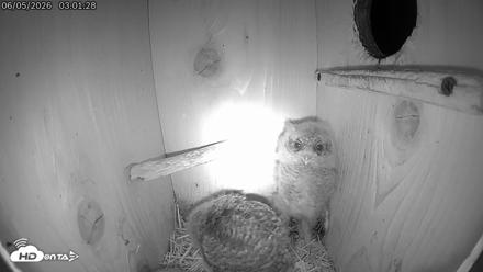 Eastern Screech Owl Live Cam - Jun 5, 2026, 3:05am CDT