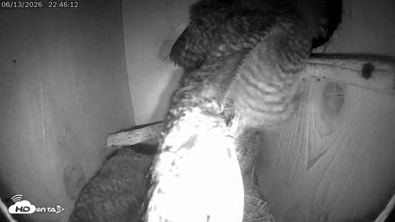 Eastern Screech Owl Live Cam - Jun 13, 2026, 10:56pm CDT