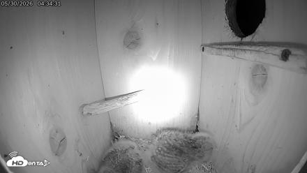 Eastern Screech Owl Live Cam - May 30, 2026, 4:37am CDT