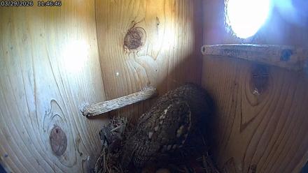 Eastern Screech Owl Live Cam - Mar 29, 2026, 11:55am CDT