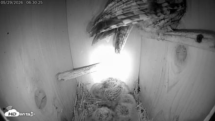 Eastern Screech Owl Live Cam - May 29, 2026, 6:31am CDT