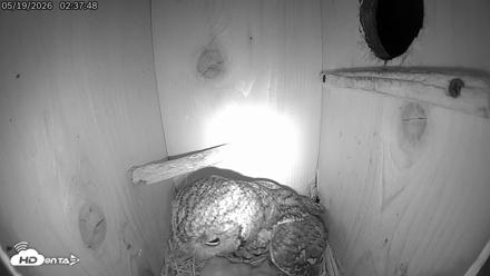 Eastern Screech Owl Live Cam - May 19, 2026, 2:41am CDT