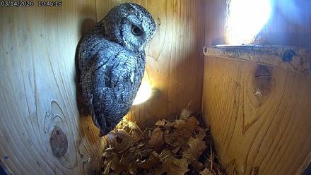 Eastern Screech Owl Live Cam - Mar 14, 2026, 10:47am CDT