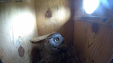 Eastern Screech Owl Live Cam - Apr 3, 2026, 11:16am CDT