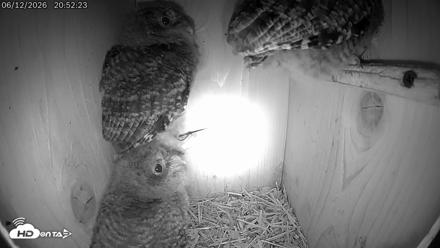 Eastern Screech Owl Live Cam - Jun 12, 2026, 9:24pm CDT