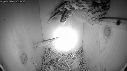 Eastern Screech Owl Live Cam - Apr 2, 2026, 6:05am CDT