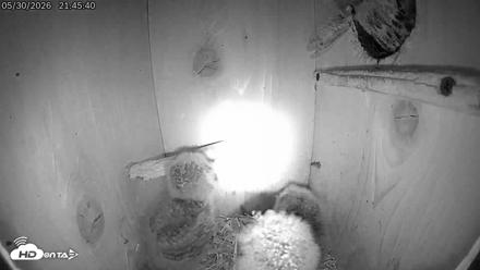 Eastern Screech Owl Live Cam - May 30, 2026, 10:39pm CDT