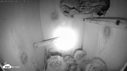 Eastern Screech Owl Live Cam - May 29, 2026, 5:09am CDT