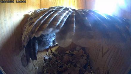 Eastern Screech Owl Live Cam - Mar 14, 2026, 11:56am CDT