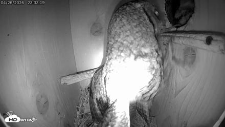 Eastern Screech Owl Live Cam - Apr 27, 2026, 3:24am CDT