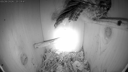 Eastern Screech Owl Live Cam - Mar 27, 2026, 3:38am CDT