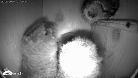 Eastern Screech Owl Live Cam - Jun 8, 2026, 9:22pm CDT