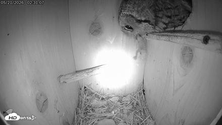 Eastern Screech Owl Live Cam - May 21, 2026, 8:15am CDT