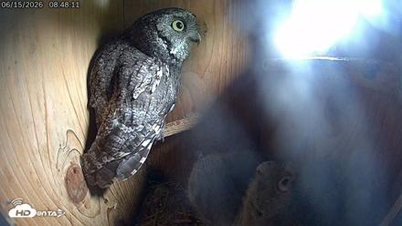 Eastern Screech Owl Live Cam - Jun 15, 2026, 5:21pm CDT