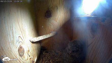 Eastern Screech Owl Live Cam - Jun 15, 2026, 10:06am CDT