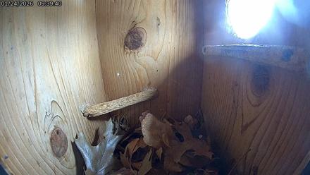 Eastern Screech Owl Live Cam - Jan 24, 2026, 9:42am CST