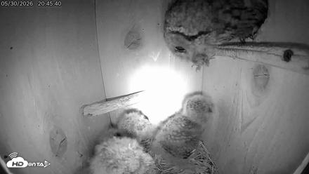 Eastern Screech Owl Live Cam - May 30, 2026, 10:02pm CDT