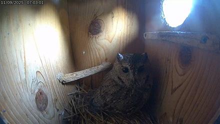 Eastern Screech Owl Live Cam - Nov 9, 2025, 9:27am CST