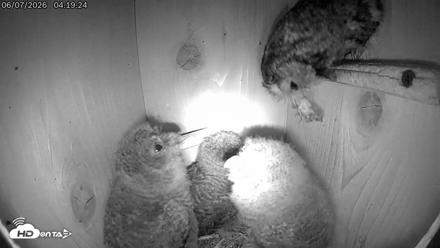 Eastern Screech Owl Live Cam - Jun 7, 2026, 7:42am CDT