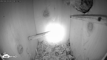 Eastern Screech Owl Live Cam - May 16, 2026, 11:46am CDT