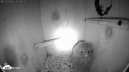 Eastern Screech Owl Live Cam - Jun 17, 2026, 8:50pm CDT