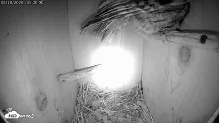 Eastern Screech Owl Live Cam - May 18, 2026, 5:33am CDT