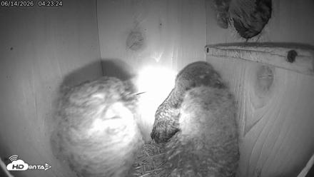 Eastern Screech Owl Live Cam - Jun 14, 2026, 8:11am CDT