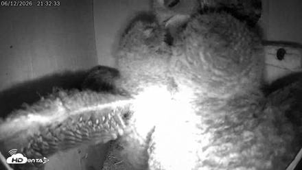 Eastern Screech Owl Live Cam - Jun 12, 2026, 10:19pm CDT