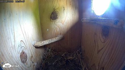 Eastern Screech Owl Live Cam - May 4, 2026, 5:02pm CDT