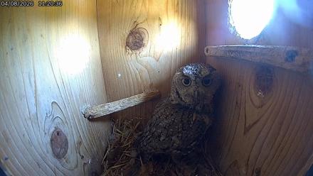 Eastern Screech Owl Live Cam - Apr 8, 2026, 11:46am CDT