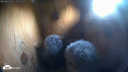 Eastern Screech Owl Live Cam - Jun 8, 2026, 11:03pm CDT