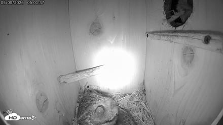 Eastern Screech Owl Live Cam - May 9, 2026, 7:27am CDT