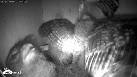 Eastern Screech Owl Live Cam - Jun 14, 2026, 7:50am CDT