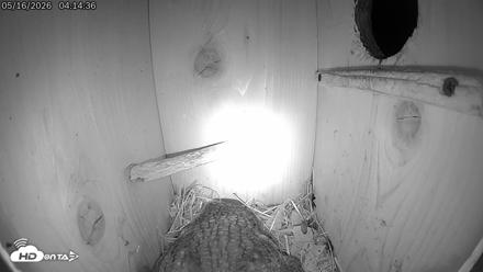 Eastern Screech Owl Live Cam - May 16, 2026, 4:18am CDT