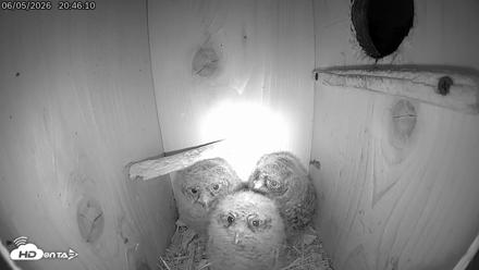 Eastern Screech Owl Live Cam - Jun 5, 2026, 10:36pm CDT