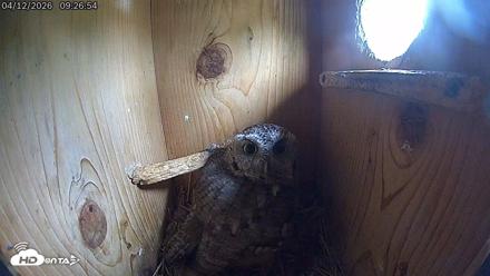 Eastern Screech Owl Live Cam - Apr 12, 2026, 9:27am CDT