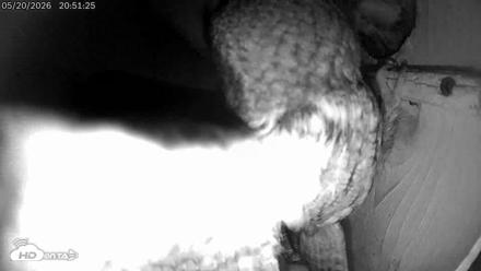 Eastern Screech Owl Live Cam - May 21, 2026, 6:32am CDT