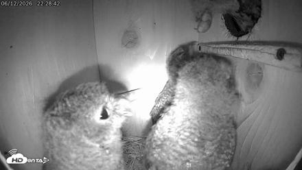 Eastern Screech Owl Live Cam - Jun 12, 2026, 10:30pm CDT