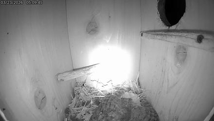 Eastern Screech Owl Live Cam - Mar 23, 2026, 12:53pm CDT
