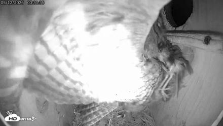 Eastern Screech Owl Live Cam - May 12, 2026, 9:11am CDT