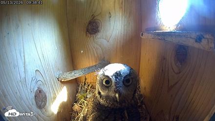 Eastern Screech Owl Live Cam - May 13, 2026, 10:18am CDT