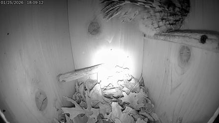 Eastern Screech Owl Live Cam - Jan 25, 2026, 8:50pm CST