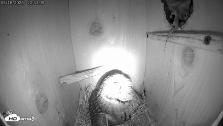 Eastern Screech Owl Live Cam - May 18, 2026, 10:36pm CDT