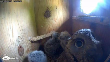 Eastern Screech Owl Live Cam - Jun 2, 2026, 4:07pm CDT