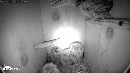 Eastern Screech Owl Live Cam - May 30, 2026, 4:48am CDT
