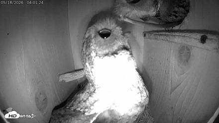 Eastern Screech Owl Live Cam - May 18, 2026, 4:02am CDT