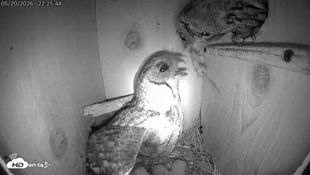 Eastern Screech Owl Live Cam - May 21, 2026, 6:59am CDT